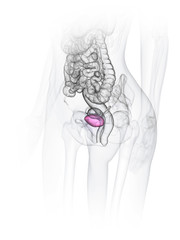 3d rendered medically accurate illustration of a womans bladder