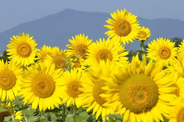 真夏の向日葵畑に大山