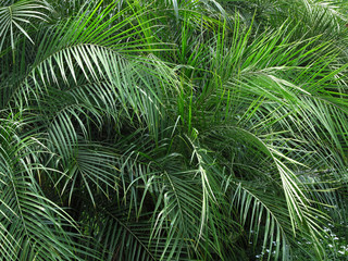 palm leaf of tree in sunlight with shadow