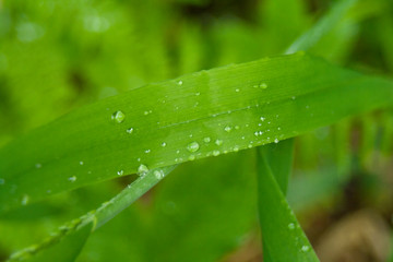 Water drops on green grass and foliage. Nature background. After the rain. Weather forecast rain....