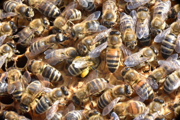 Honigbiene mit Pollenhose in der Mitte