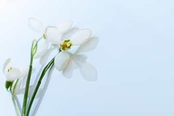 White snowdrops on a white background