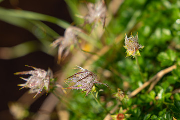  Early summer of Akita Prefecture Hachimantai