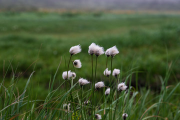  Early summer of Aomori Prefecture Hakkoda