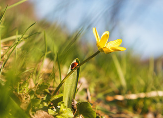 ladybug on a stalk of a yellow flower