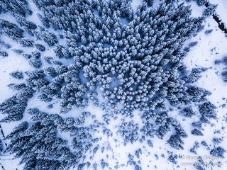 Bird's eye view drone picture on a forest with snow covered trees in Poland