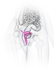 3d rendered medically accurate illustration of a womans uterus