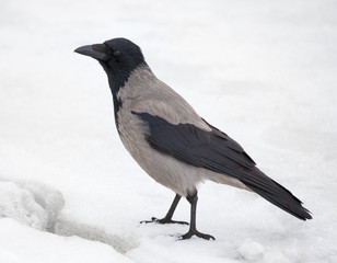 grey standing crow on snow background