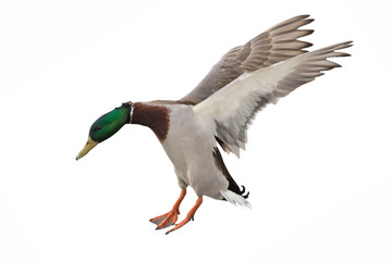 green head mallard duck drake on white in flight - obrazy, fototapety, plakaty