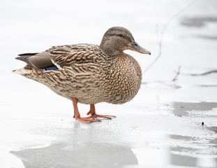 Fototapeta premium duck standing on melting ice
