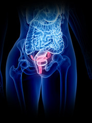 3d rendered medically accurate illustration of a womans uterus