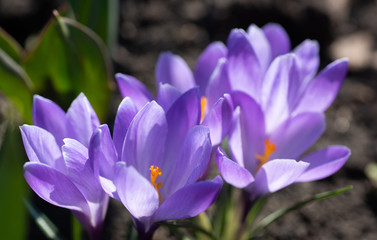 Scenic view of blooming spring crocuses growing on flower bed