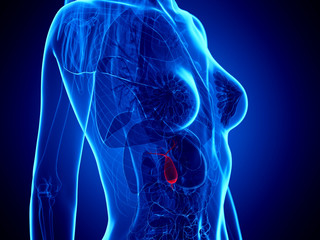 3d rendered medically accurate illustration of a womans gallbladder