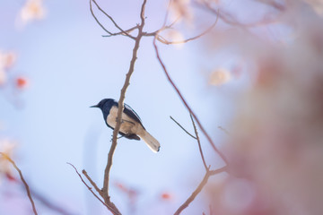 Bird on a branch with flower blooming