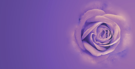 beautiful lilac rose in color background