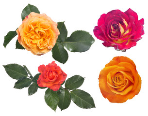 four roses top view isolated on white