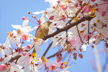 Bird on a branch with flower blooming