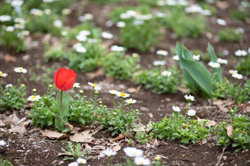 赤いチューリップの花