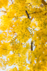 golden shower tree is Blossom in summer thailand