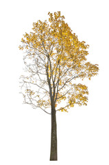 maple tree in ligh gold fall leaves on white