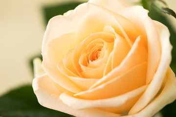 Fototapeta premium バラ 白いバラ