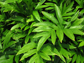Green herb plant ( Lasia spinosa (L.) Thwaites )