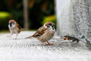 Close-Up Picture of sparrow birds in Taiwan