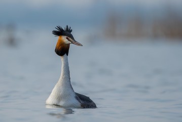 jeden perkoz © dejuna