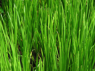 green plant ( Acorus calamus L. )