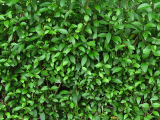 Fototapeta na wymiar green leaf of bush wall in garden