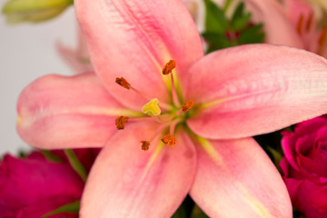 Light pink lily, flower