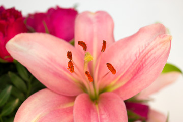 Fototapeta na wymiar Light pink lily, flower