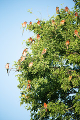 Carmine bee-eater roost