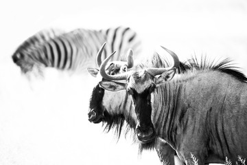 Wildebeest in black and white