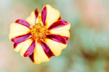 Naklejka premium gelbe blume