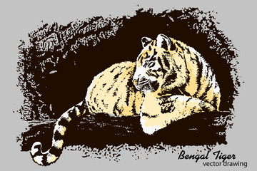 hand-drawn bengal tiger vector drawing - 259146364