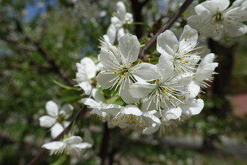 Closeup of white flowers of cherry in spring