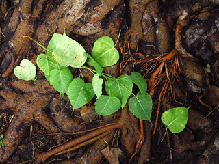 green bodhi leaf on root of bodhi tree in nature