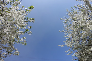 Cloudless blue sky and branches of blossoming cherry trees in spring