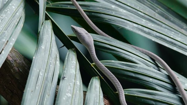 Close Up video - Asian Vine Snake Ahaetulla prasina lies on a tree branchover the river. White morph at Khao Yai National Park.