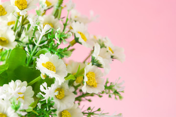 Fototapeta na wymiar Daisy flower on pink background. Copyspace