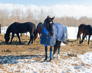 The bay horse with the blue blanket and the halter is in outdoors. The herd of the mares and the...