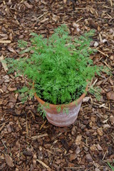 Dwarf Dill Nano