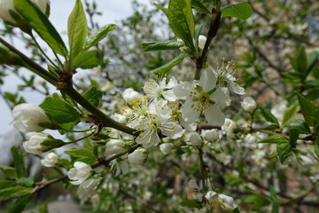 Flowers, buds and fresh leaves on branch of blossoming cherry