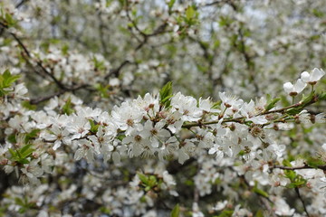 Horizontal branch of blossoming cherry tree in spring