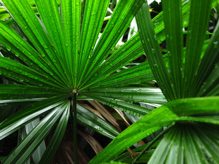 Obraz na płótnie Canvas green palm leaf with water drop in garden
