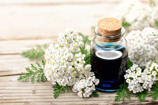 yarrow essential oil in the glass bottle, with fresh yarrow flowers, on the wooden board