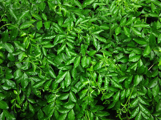 Fototapeta na wymiar green leaf of bush with water drop in garden