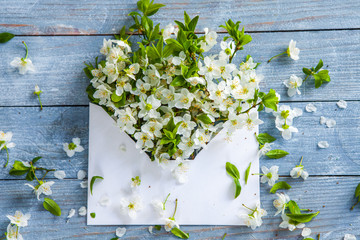 Beautiful cherry blossom on wooden background. love background White spring cherry blossom on blue rustic wooden table. Springtime flowers on vintage background with place for text