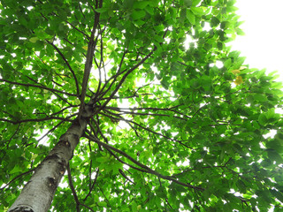 green leaf on tree with sunny in nature